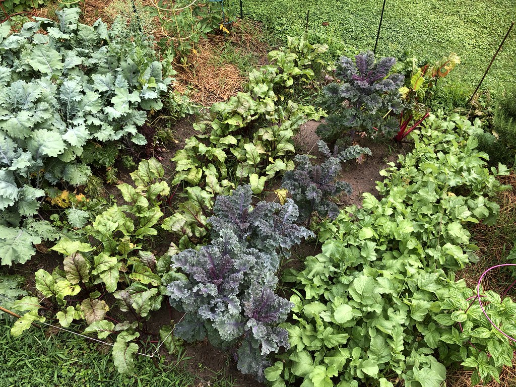 vegetable garden